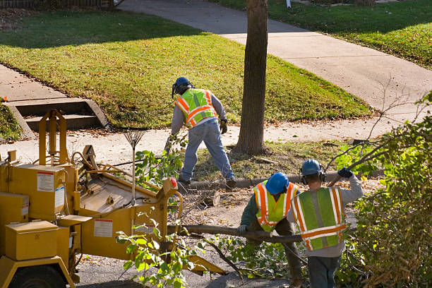 Best Tree Stump Removal  in El Valle De Arroyo Seco, NM